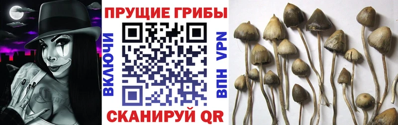Псилоцибиновые грибы Magic Shrooms  Купить  Чебаркуль 